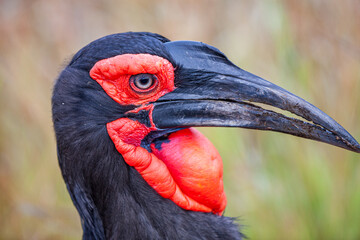 South Africa, Kruger National Park, Southern Ground-Hornbill (Bucorvus leadbeateri)