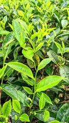 Green tea leaves in tropical plantation