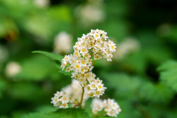 Close-up photo of white Stephanandra incisa (Neillia incisa) flowers blooming in spring