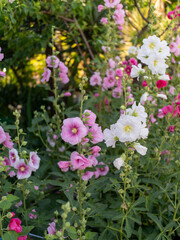 花壇に咲くタチアオイの花