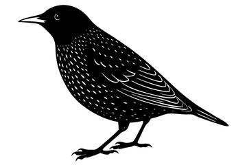 crow on a white background