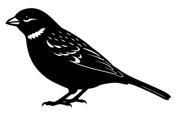 crow on a white background