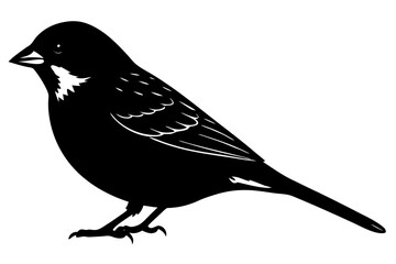 crow on a white background