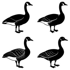 Four canada geese standing in silhouette with detailed feathering on their wings and bodies shown clearly