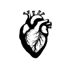 Detailed anatomical heart illustration in black and white for medical concepts