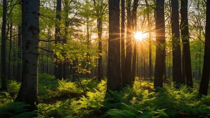 Obraz premium Sunlight streams through a dense forest.