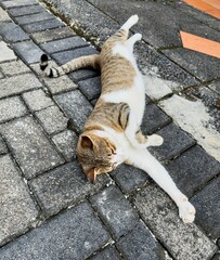 Relaxed Tabby Cat on Stone Pavement