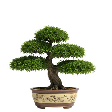 Fukien Tea Tree Bonsai in Decorative Pot