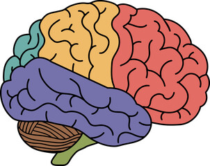 Brain anatomy with colored lobes. Human organ structure for education and science. Learning medical information.