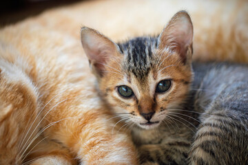 Small kitten snuggling peacefully with its ginger mother, symbolizing safety and love