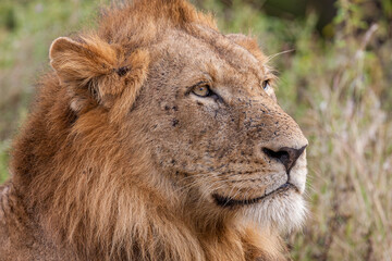 South Africa, Kruger National Park, Lion (Panthera leo), male