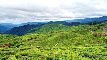 Beautiful view of the green hills of a tea plantation in Pangalengan, Bandung Regency