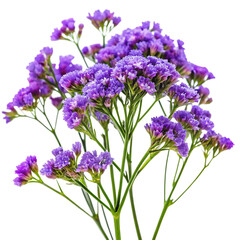 Fototapeta premium Purple Limonium Flowers Bouquet Isolated on White Background A I G E N E R A T E D isolated on a transparent background