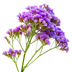 Obraz premium Purple Limonium Flowers Branch Isolated Green Stems Delicate Blooms Botanical Closeup A I G E N E R A T E D isolated on a transparent background