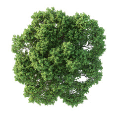 Obraz premium Top view of lush green tree isolated on Transparent background showcasing detailed leaf structure and healthy canopy, tree top view isolated on PNG background