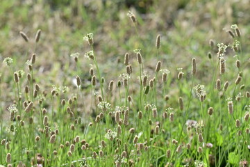 Vibrant field of green grass with numerous delicate seed heads
