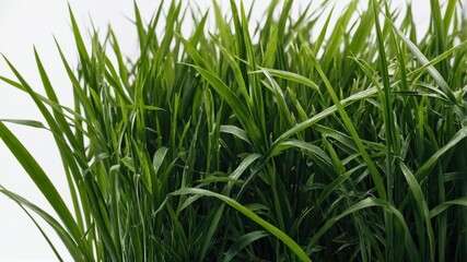 Obraz premium Close-up view of vibrant green grass blades.