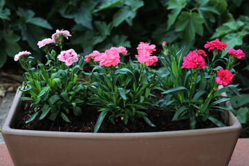 Close-up of many Dianthus caryophyllus pink flowers in a flower pot. Carnation clove pink in bloom on summer