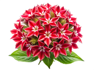 Red Maltese Cross Flowers Cluster Vivid Crimson Petals White Center Green Leaves A I G E N E R A T E D isolated on a transparent background