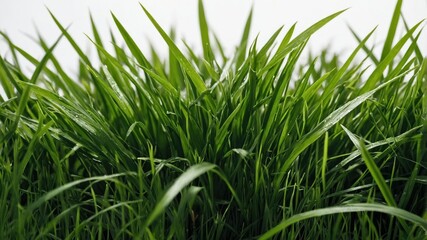 Obraz premium Close-up view of vibrant green grass blades.