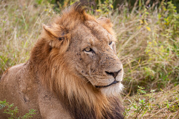 South Africa, Kruger National Park, Lion (Panthera leo), male