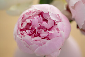 Pink peony flower in bloom decorative flower indoor close up scene