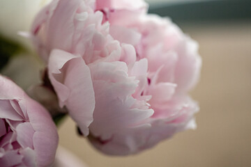 Pink peony flower in bloom decorative flower indoor close up scene