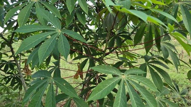 Cassava tree in Indonesian garden in the afternoon. It's are the leaves of the cassava plant, a staple food in many regions of Africa. They are also known as cassava foliage or cassava tops