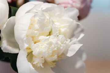 White peony flower in bloom with smooth petals close up