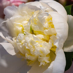 White peony flower in bloom with smooth petals close up