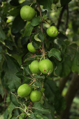 Close-up of green Granny Smith apples growing on branches on tree in the orchard. Malus domestica