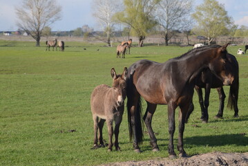 Obraz premium horses grazing in a field