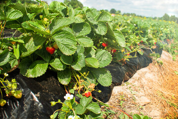 Strawberry field. Berries close up. Fresh ripe organic strawberries, harvest season