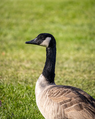 canada goose on the grass