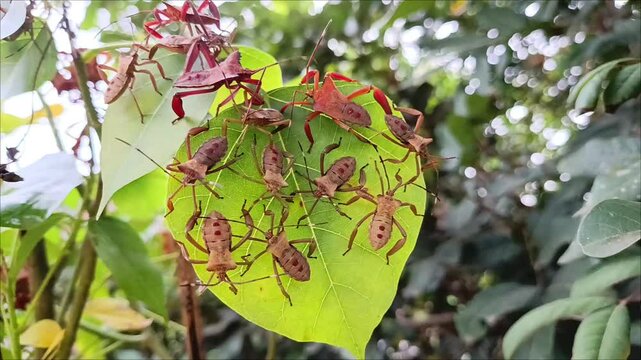 Leaf Footed Bug perched on a vibrant green leaf, revealing its striking characteristics in the surrounding natural habitat