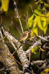 palm warbler bird perched on branch