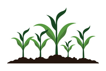 Young green corn plants growing in fertile soil isolated on white background