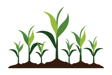 corn seedlings thriving in fertile soil silhouette on white background