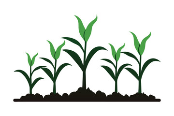 corn seedlings thriving in fertile soil silhouette on white background