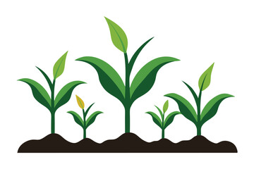 corn seedlings thriving in fertile soil silhouette on white background