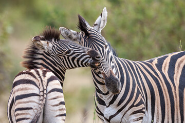 South Africa, Kruger National Park, Burchell's Zebra (Equus quagga burchellii)