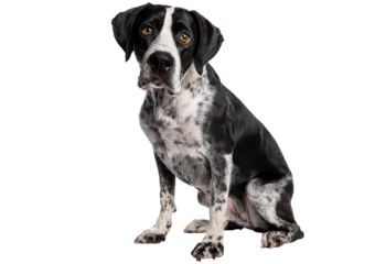 Close-up of a curious black and white spotted dog, Braque d'auvergne, with soulful eyes, sad  isolated on a transparent or white background