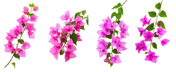 Beautiful clusters of vibrant pink bougainvillea flowers with fresh green leaves.