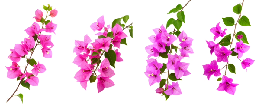 Beautiful clusters of vibrant pink bougainvillea flowers with fresh green leaves.