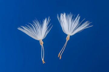 Fluffy Dandelion Seeds Against Vivid Blue Background