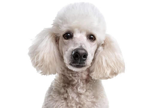 Head shot of an old and blindness poodle dog isolated on a transparent or white background - Powered by Adobe