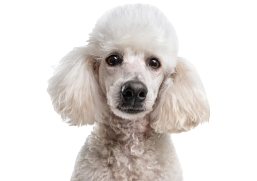 Head shot of an old and blindness poodle dog isolated on a transparent or white background