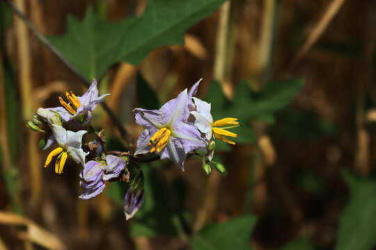 Purple and yellow flower of Devil's Grapes. Solanum dulcamara in bloom on summer in northern Italy - Powered by Adobe