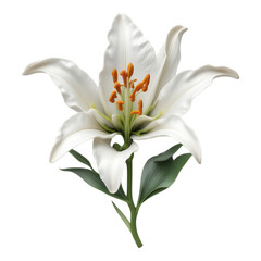 Close-up of a beautiful white lily flower with green leaves and stamens, isolated