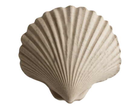 Close-up of a Cream-Colored Scallop Shell Isolated on Transparent